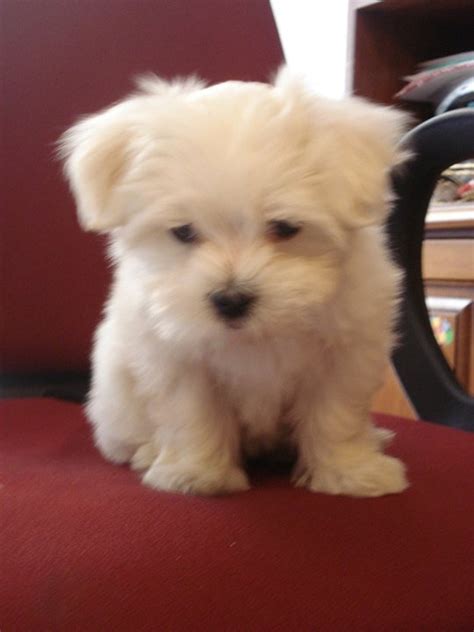 STUNNING MALTESE PUP XXX 323 825-1627 LOS ANGELES For sale Los Angeles Pets Dogs