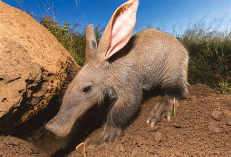 WHY DO AARDVARKS EAT ANTS? | How It Works Issue 178