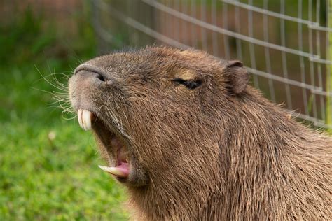 Video Shows Capybara Living His Best Lazy Life With a Midday Snack - Parade Pets