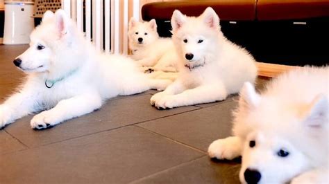 Samoyed Cafe AL | Things to do in Komazawa-Daigaku, Tokyo