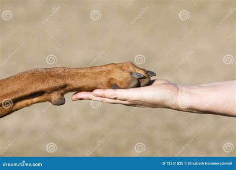 Friendship Human vs Dog stock image. Image of affection - 12351525