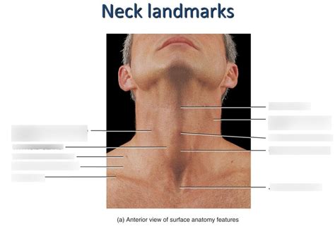 Neck surface anatomy Diagram | Quizlet