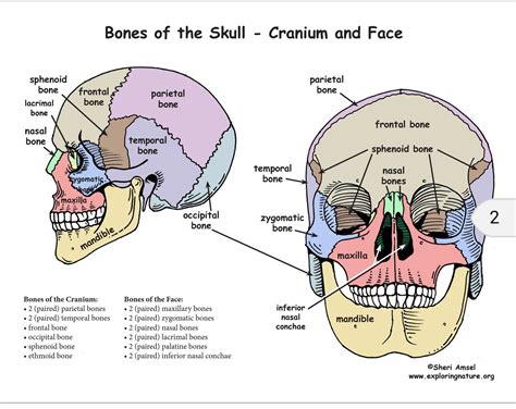 Pin by Windy Rothmund on Head & Neck Anatomy | Sphenoid bone, Cranium, Occipital