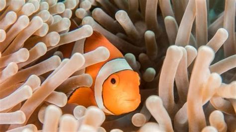 No more finding Nemo: Clownfish may not adapt to changing climate, go extinct - Hindustan Times