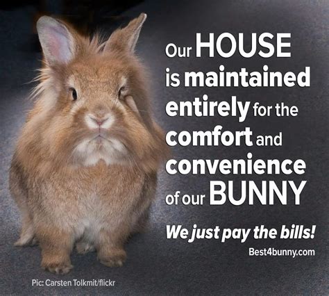 Rabbit Ramblings: Funny Bunny Monday Meme*day