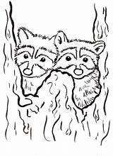 Raccoon Coloring Page  Art Starts sketch template
