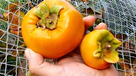 JAPANESE FUYU PERSIMMON/ Fuyugaki Grafted Tall Nice, 47% OFF