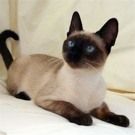 Seal Point Traditional Siamese -- wow, such bright blue eyes | Gorgeous cats, Pretty cats, Cats