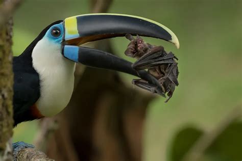 Toucan eating a bat | Smithsonian Photo Contest | Smithsonian Magazine