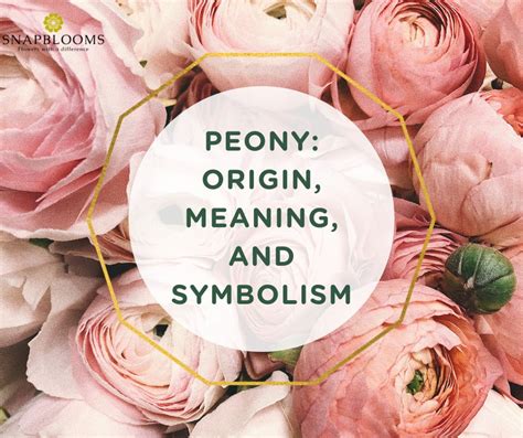 Peony: Origin, Meaning, and Symbolism - SnapBlooms Blogs