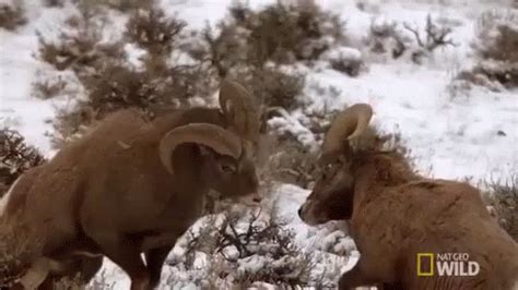 Horn Ram! GIF - NatGeo NatGeoGIFs - Discover & Share GIFs