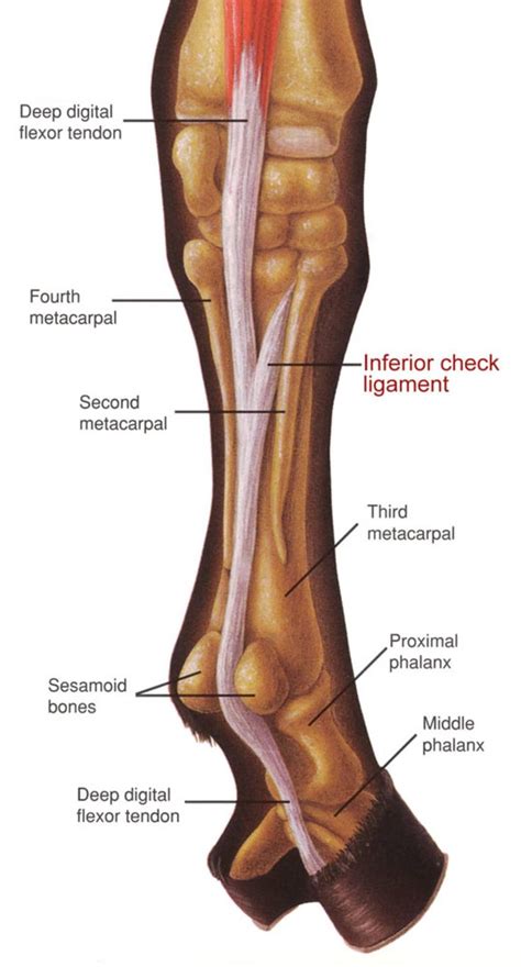 An Overview of the Inferior Check Ligament in Horses | Horse health ...