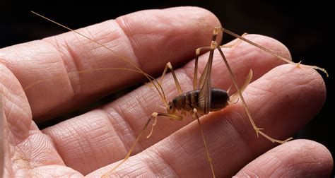 Spider Crickets Are Real, And Here's Why You Don't Want Them In Your Home | Natural insect ...