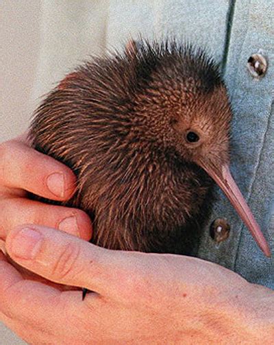 Cute Baby Kiwis! - Baby Animal Zoo