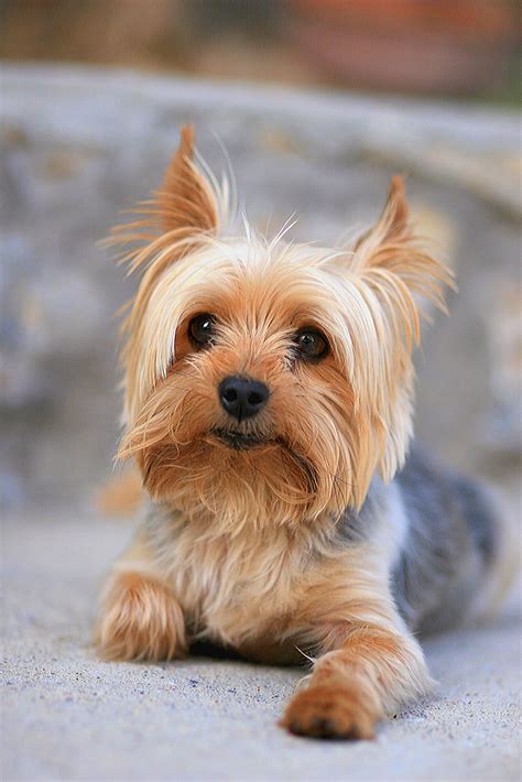 Different Types Of Small House Dogs - www.inf-inet.com