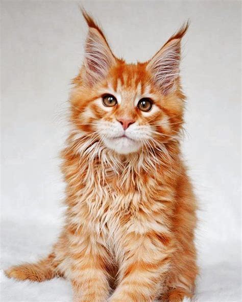 15+ Ginger Norwegian Forest Cat Orange - Furry Kittens