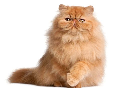 13 orange cat breeds