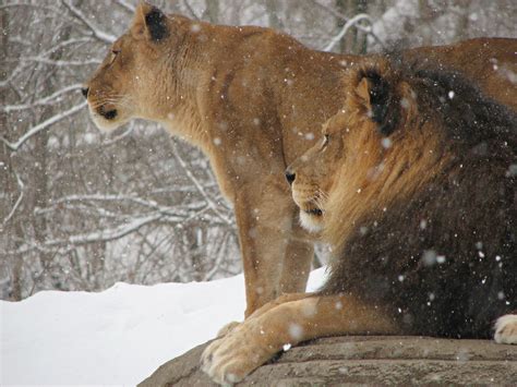 File:African Lion Panthera leo Snow Pittsburgh 2816px.jpg - 维基百科，自由的百科全书