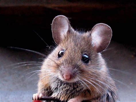 mouse animal - Ricerca Google | Tier wallpaper, Ausgestopftes tier, Tiere malen