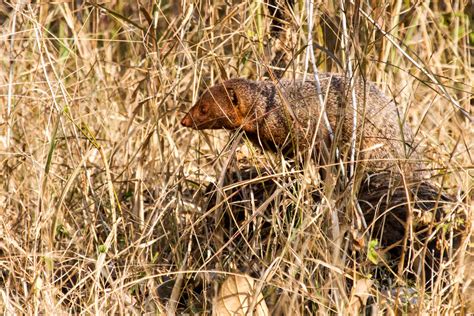 Indian Grey Mongoose – birding101.co.za