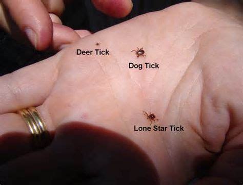 Tick Repellent | Deer ticks, Ticks on dogs