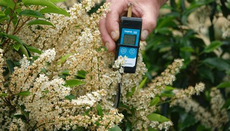 Preparing for the future: vine weevil control ICL