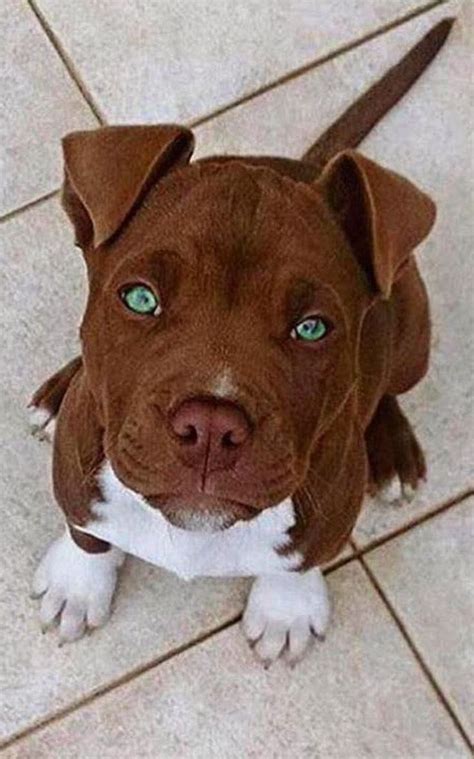 Brown Pitbull with blue eyes :) ~ Doogoo World | Cute little dogs ...