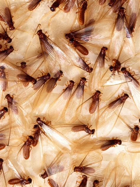 Uncovering the Truth About Termites in Arizona: What You Need to Know