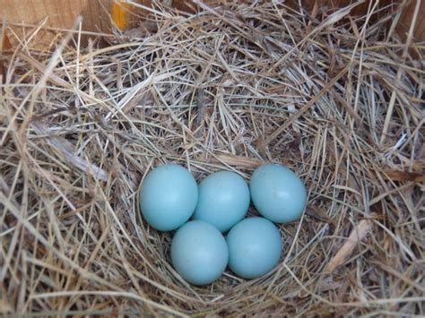 NestWatch | To Clean Or Not To Clean Your Nest Box? - NestWatch