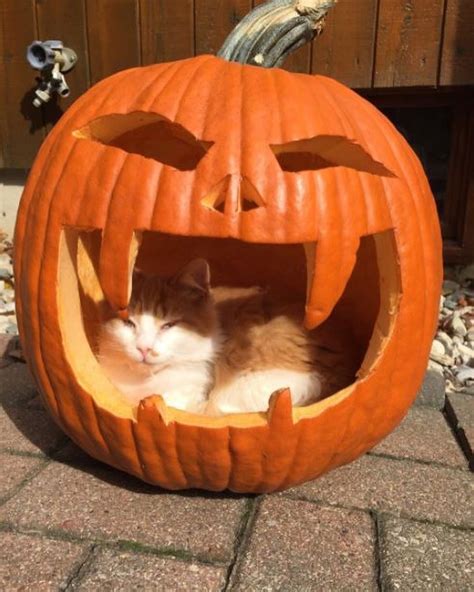 All 96+ Images Cat Face Jack-o'-lanterns Latest