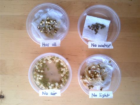 Seed Germination Experiment