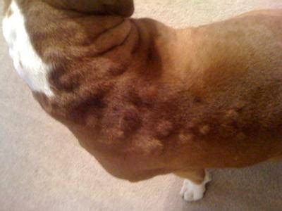 How Do I Treat Dog Hives