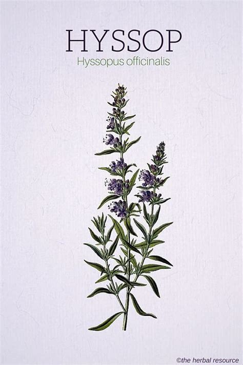 Hyssop (Hyssopus officinalis) is a favorite in the herbalism medical ...