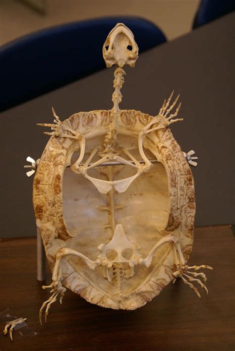 turtle, skeleton, fossil, animal, reptile, close-up, macro, shell ...