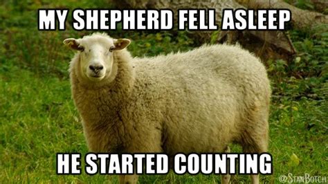 Not Just a Writer | Funny sheep, Sheep meme, How to fall asleep