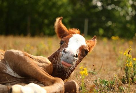 Foal care and feeding | Foaling Alarm