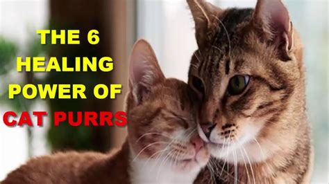 The 6 Healing Powers of Cat Purrs - YouTube