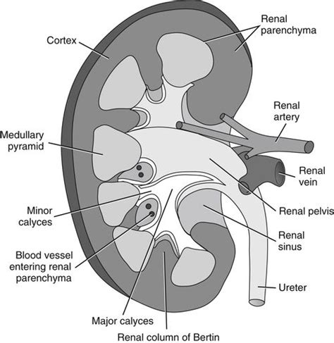 Renal Scanning Protocol | Radiology Key