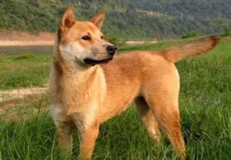 Which Dog Breeds Are Banned In China