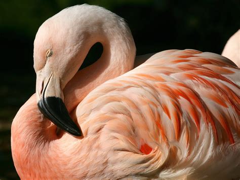 Pink Flamingo Wallpaper - WallpaperSafari