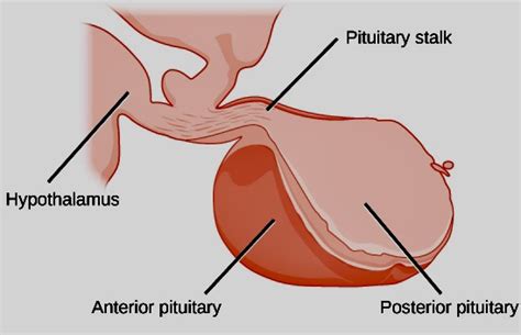 Pituitary gland - MEpedia