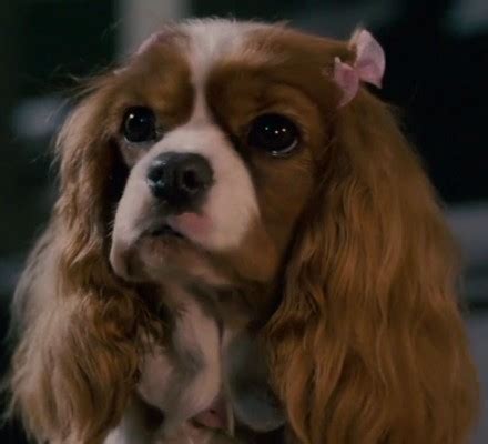 Sweet Polly Purebred (Underdog 2007) | Movie and TV Wiki | Fandom