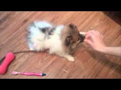 Pomeranian Puppy Training - YouTube