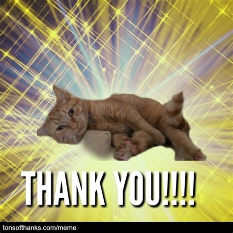 51 Nice Thank You Memes With Cats