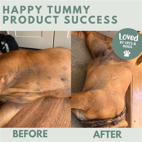 Happy Tummy | Probiotics for Dogs – BuddyandLola