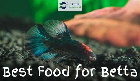 Best Betta Fish Food - Healthy + Colorful Betta | Aqua Movement