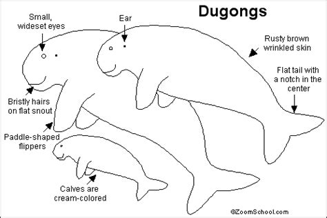 Dugong Printout- EnchantedLearning.com