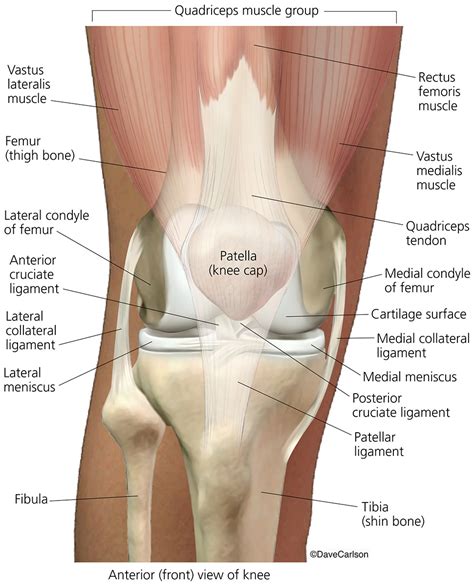 Knee Joint Muscles