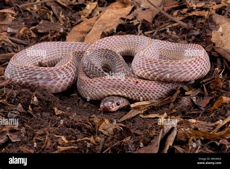 Ground snake hi-res stock photography and images - Alamy