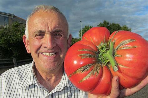 Biggest tomato at a giant vegetable show in Carmarthen Growing Gardens ...